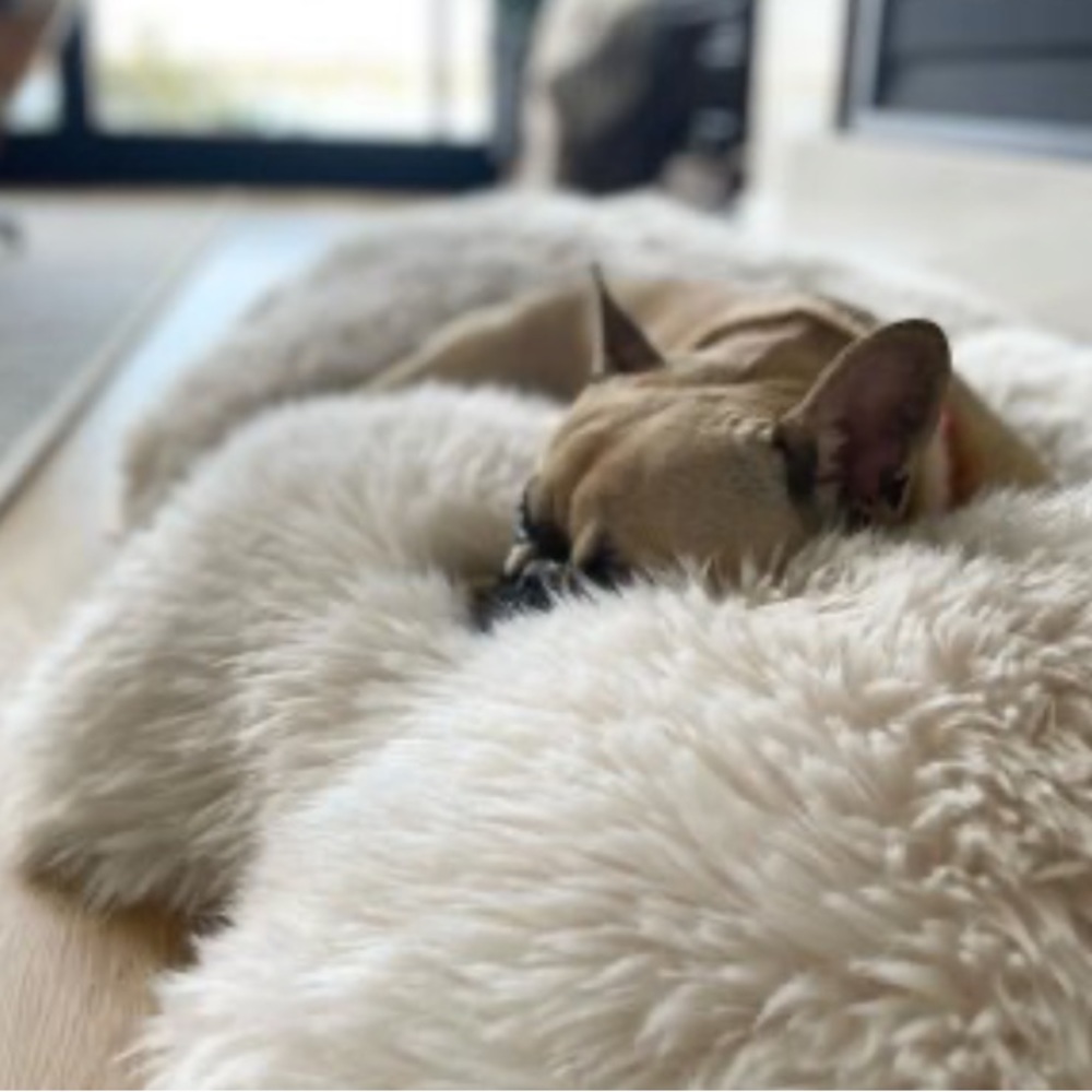 Pottery Barn Ivory Faux Fur Pelt Pet Bed Sold Out New 🐾